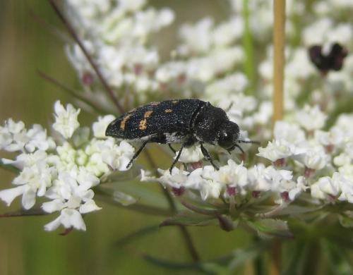 Réf. 247 174 : Acmaeoderella flavofasciata